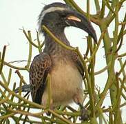 African Grey Hornbill