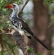 Northern Red-billed Hornbill