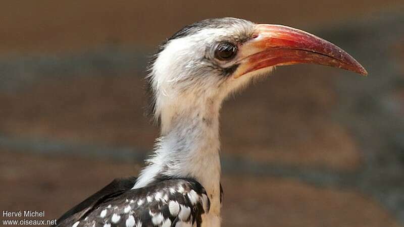 Northern Red-billed Hornbilladult, close-up portrait, aspect