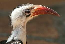 Northern Red-billed Hornbill