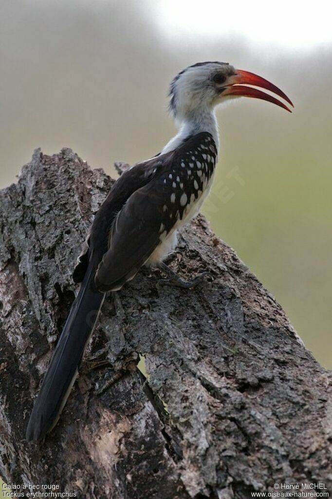 Northern Red-billed Hornbilladult breeding