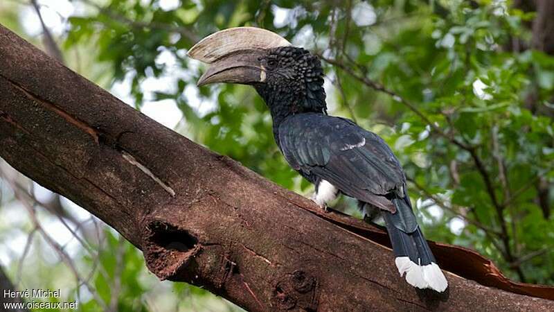 Silvery-cheeked Hornbill male adult, identification