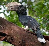 Silvery-cheeked Hornbill