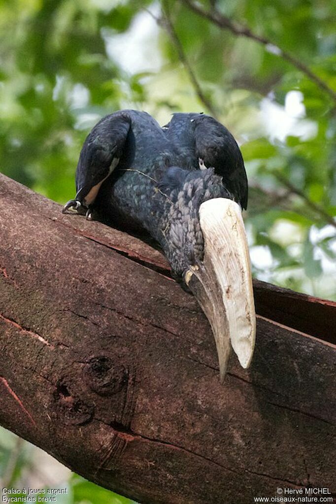 Silvery-cheeked Hornbilladult, Behaviour