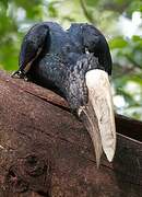 Silvery-cheeked Hornbill