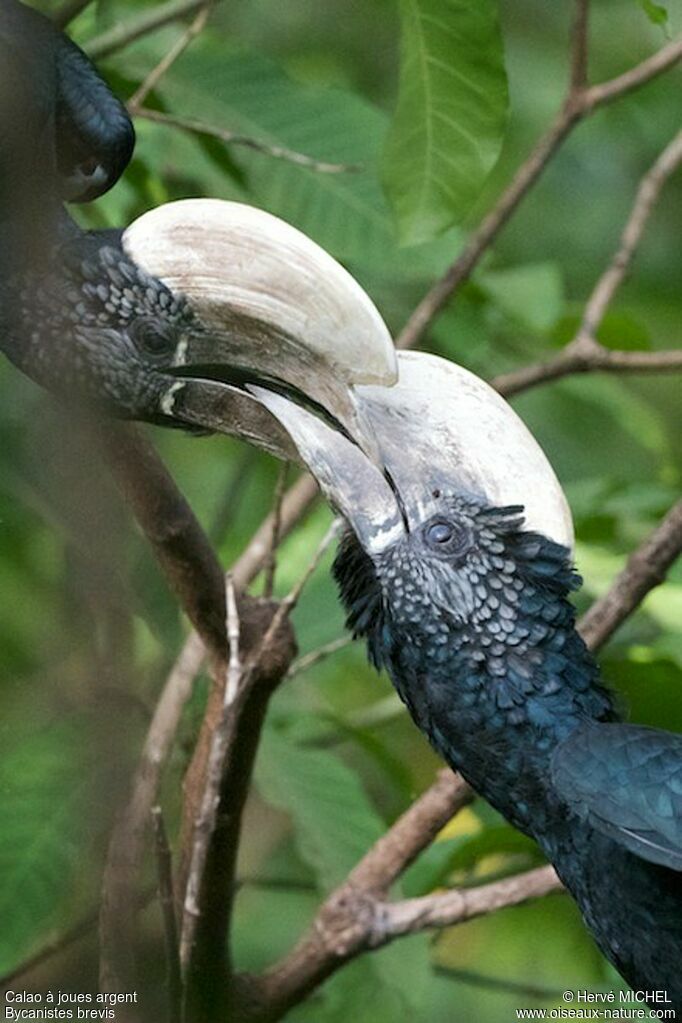 Silvery-cheeked Hornbill, Behaviour