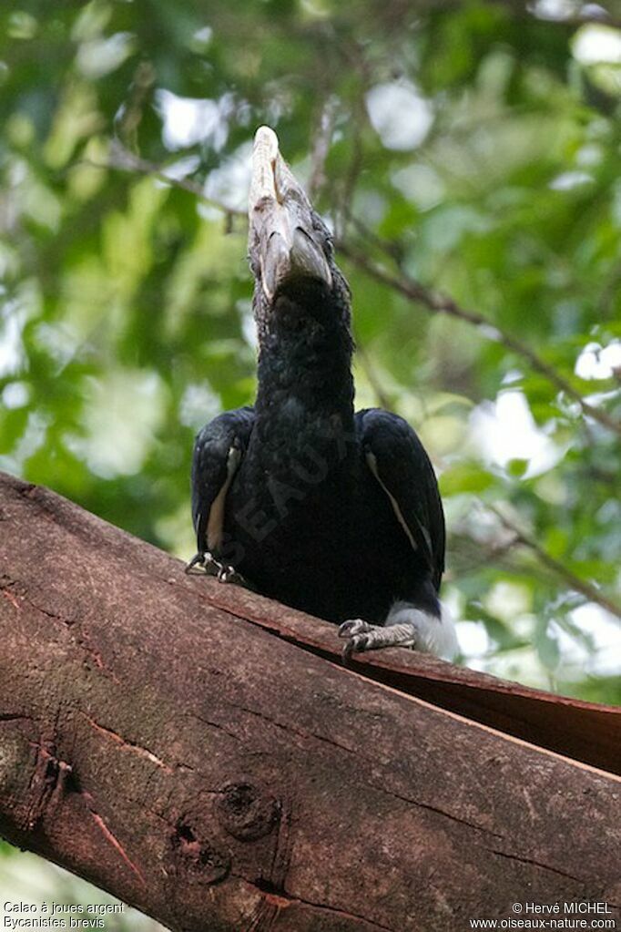 Silvery-cheeked Hornbill