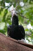 Silvery-cheeked Hornbill