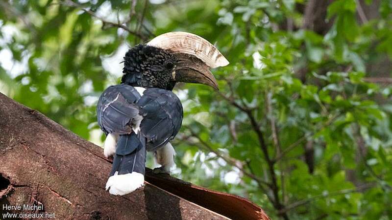 Silvery-cheeked Hornbill male adult