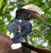 Silvery-cheeked Hornbill