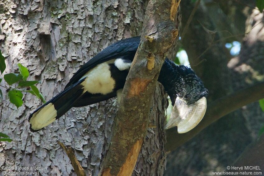 Silvery-cheeked Hornbill male adult