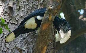 Silvery-cheeked Hornbill