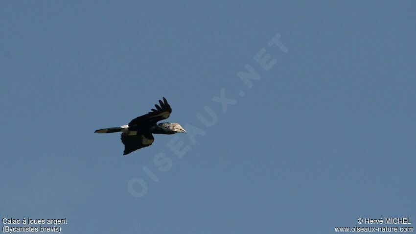 Silvery-cheeked Hornbill