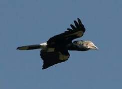 Silvery-cheeked Hornbill