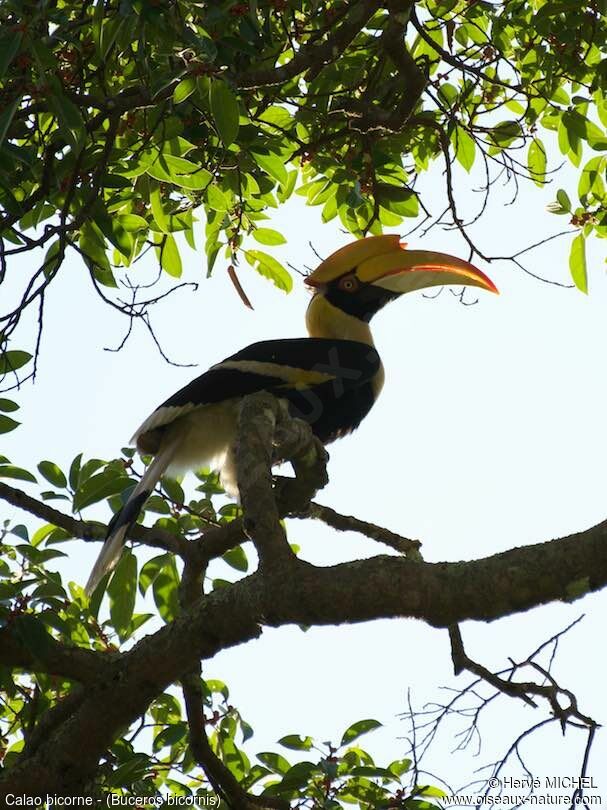 Great Hornbill