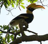 Great Hornbill