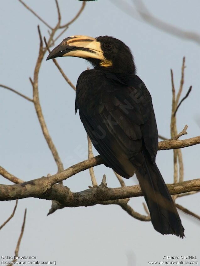 West African Pied Hornbill