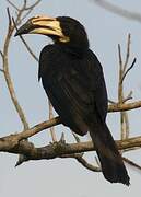 West African Pied Hornbill