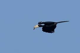 West African Pied Hornbill