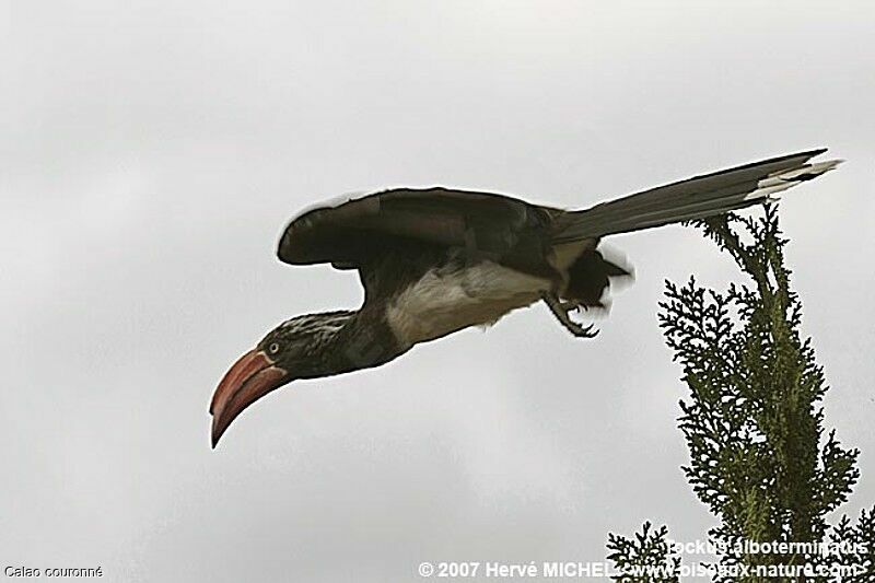 Crowned Hornbill male adult