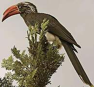 Crowned Hornbill