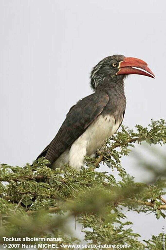 Crowned Hornbill male adult