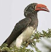 Crowned Hornbill