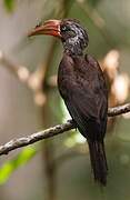 Crowned Hornbill