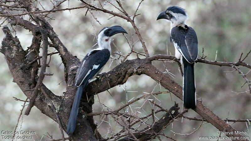 Von der Decken's Hornbill female