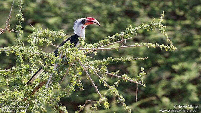 Von der Decken's Hornbill male adult breeding