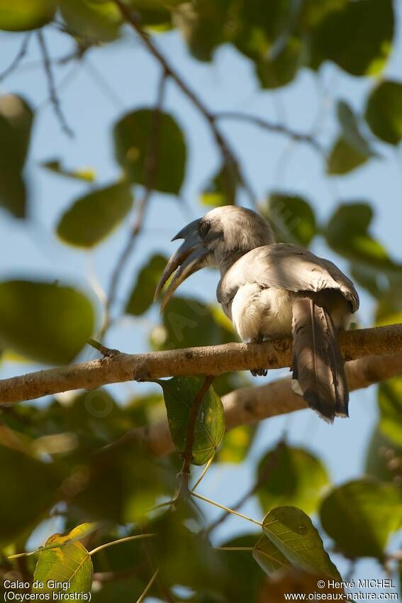 Indian Grey Hornbill