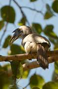 Indian Grey Hornbill