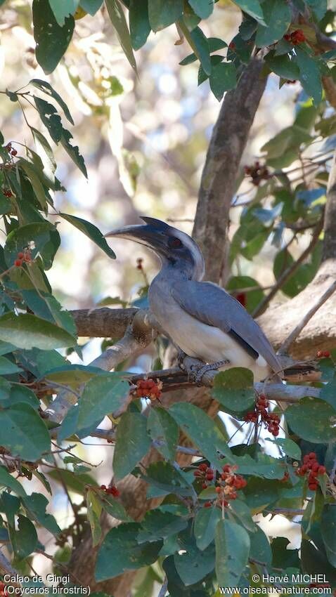 Indian Grey Hornbill