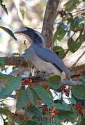 Indian Grey Hornbill