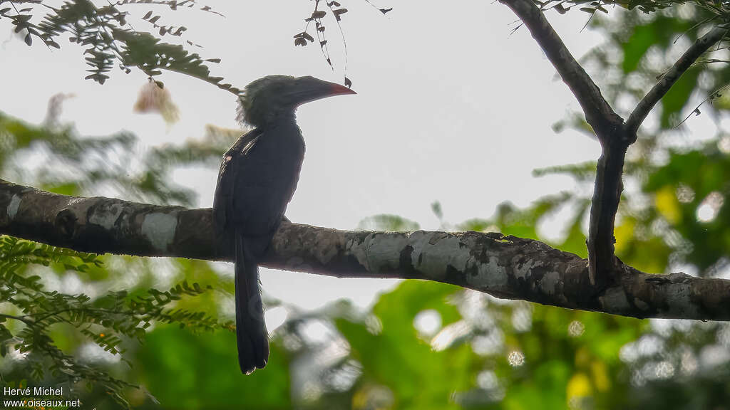 Black Dwarf Hornbilladult