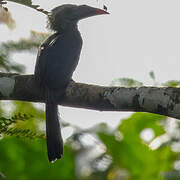 Black Dwarf Hornbill