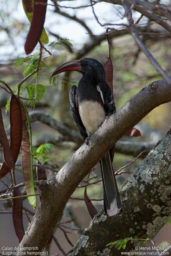 Hemprich's Hornbill