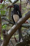 Hemprich's Hornbill