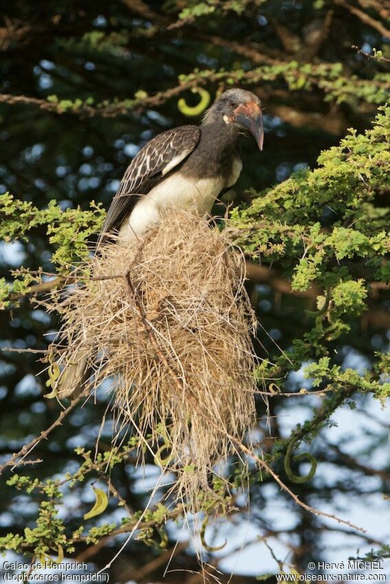 Hemprich's Hornbill