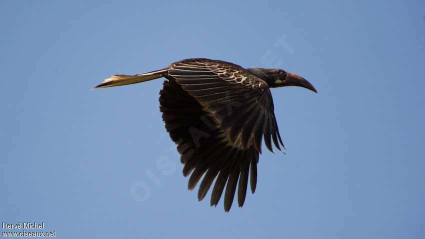 Hemprich's Hornbill