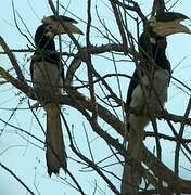 Malabar Pied Hornbill