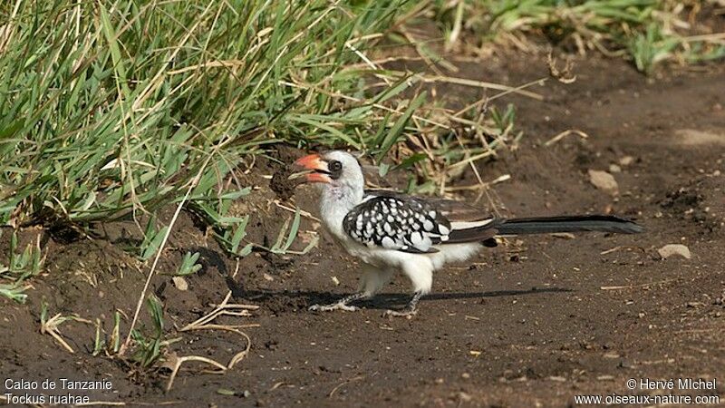 Tanzanian Red-billed Hornbill female adult breeding