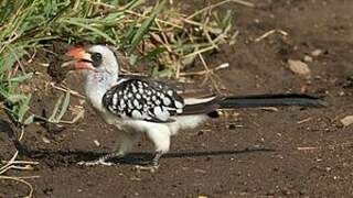 Tanzanian Red-billed Hornbill