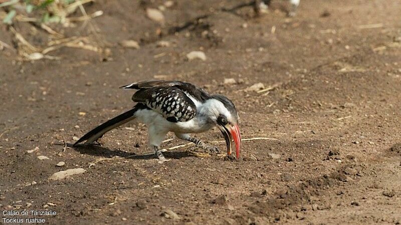 Tanzanian Red-billed Hornbill male