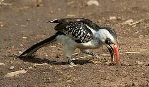 Tanzanian Red-billed Hornbill