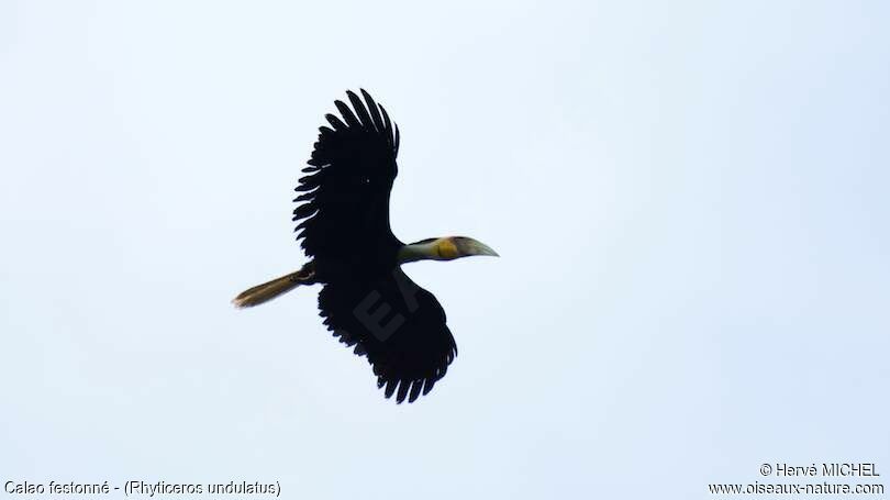 Wreathed Hornbill