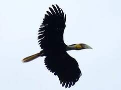 Wreathed Hornbill