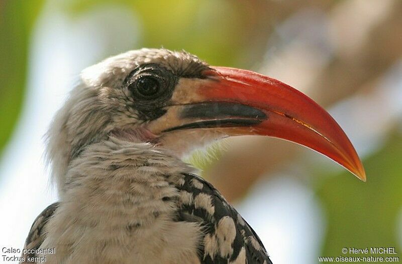 Western Red-billed Hornbilladult