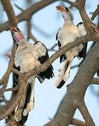 Western Red-billed Hornbill