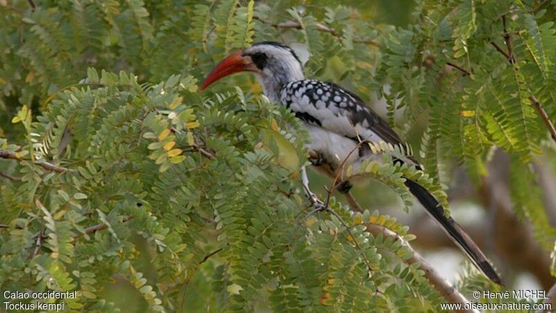 Western Red-billed Hornbilladult